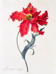 Tulipán: Vörös papagáj alkotó: Georg Dionysius Ehret